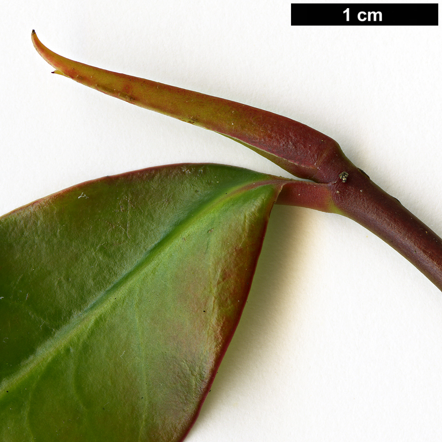 High resolution image: Family: Pentaphylacaceae - Genus: Cleyera - Taxon: japonica